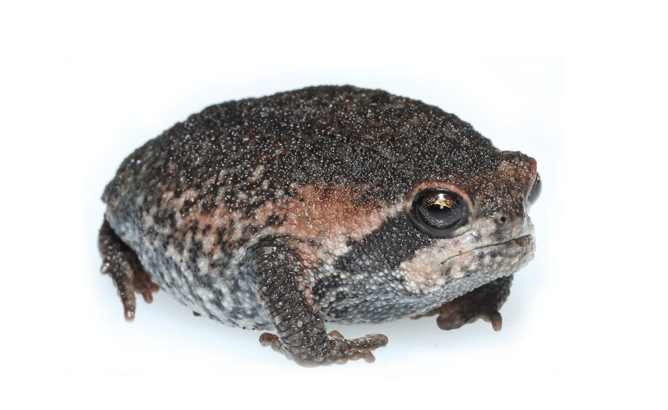 Mountain rain frog