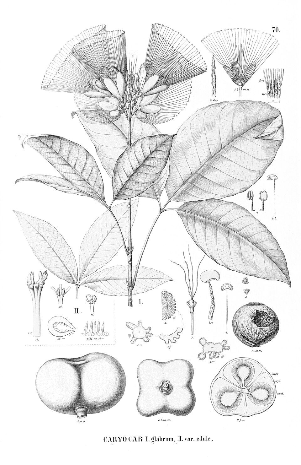 Caryocar glabrum