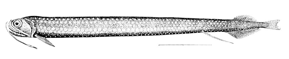 Stomias