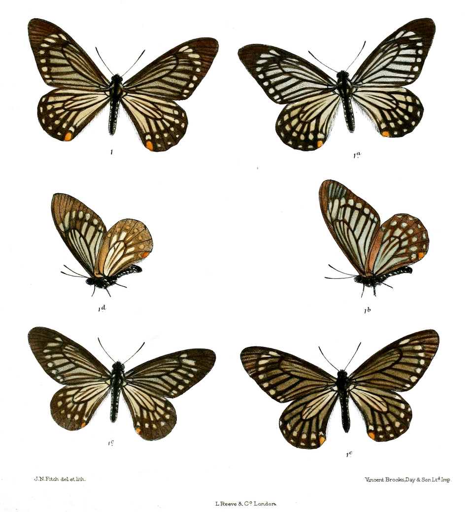 Papilio epycides
