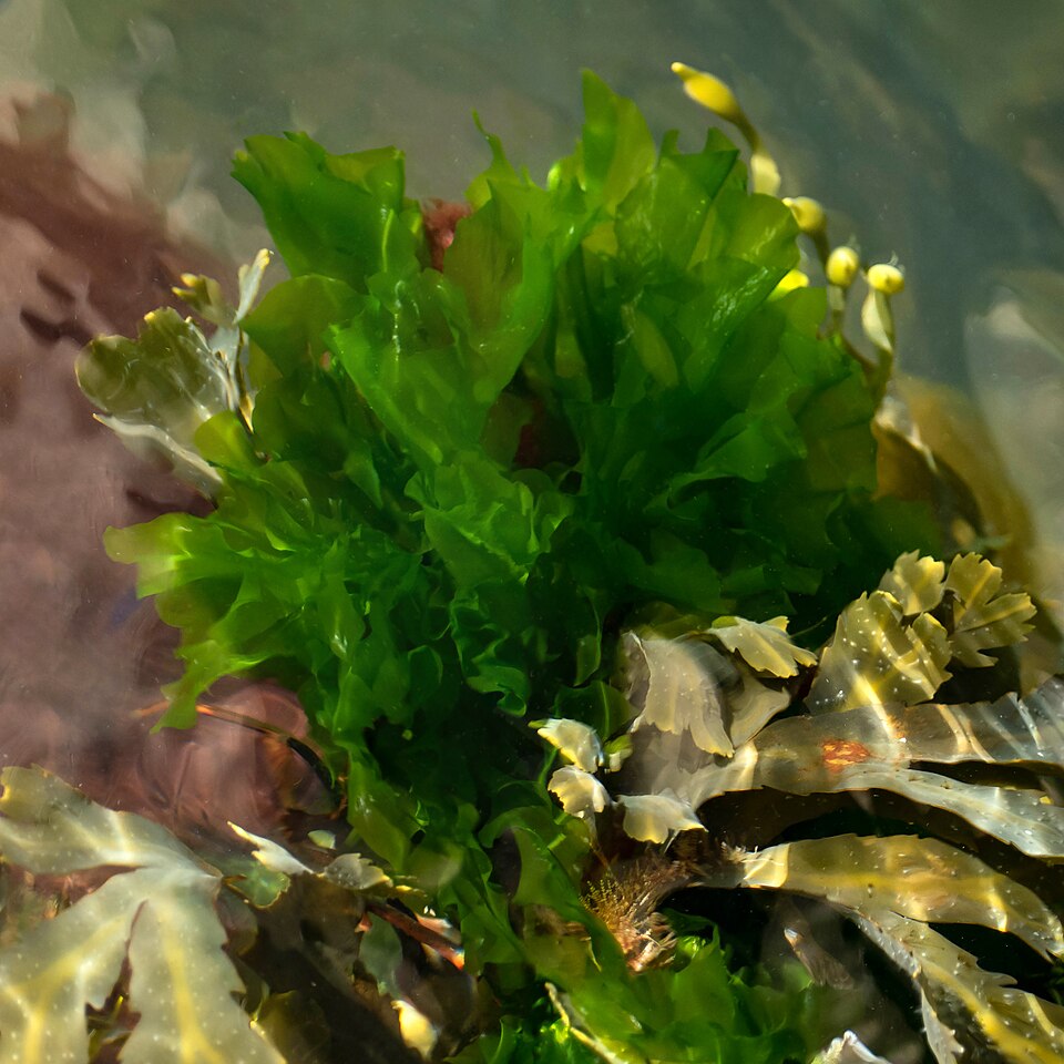 Ulva lactuca