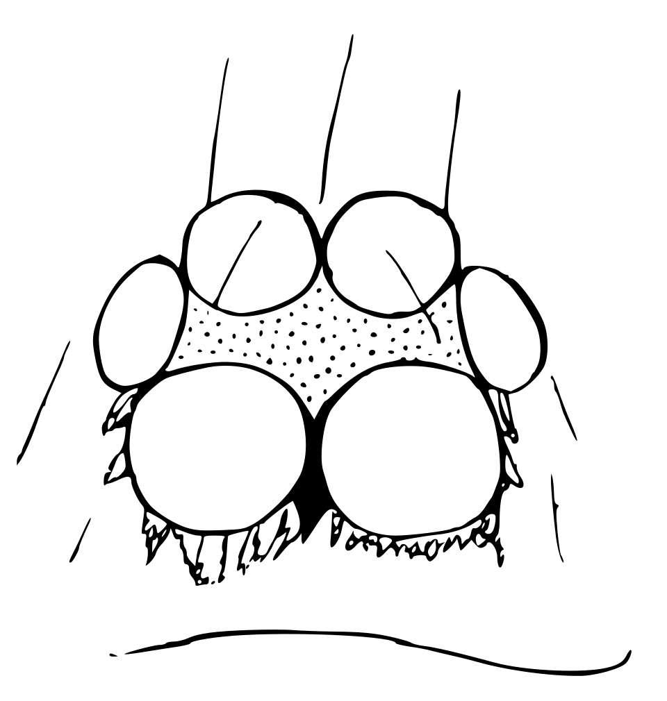 Ischnothyreus