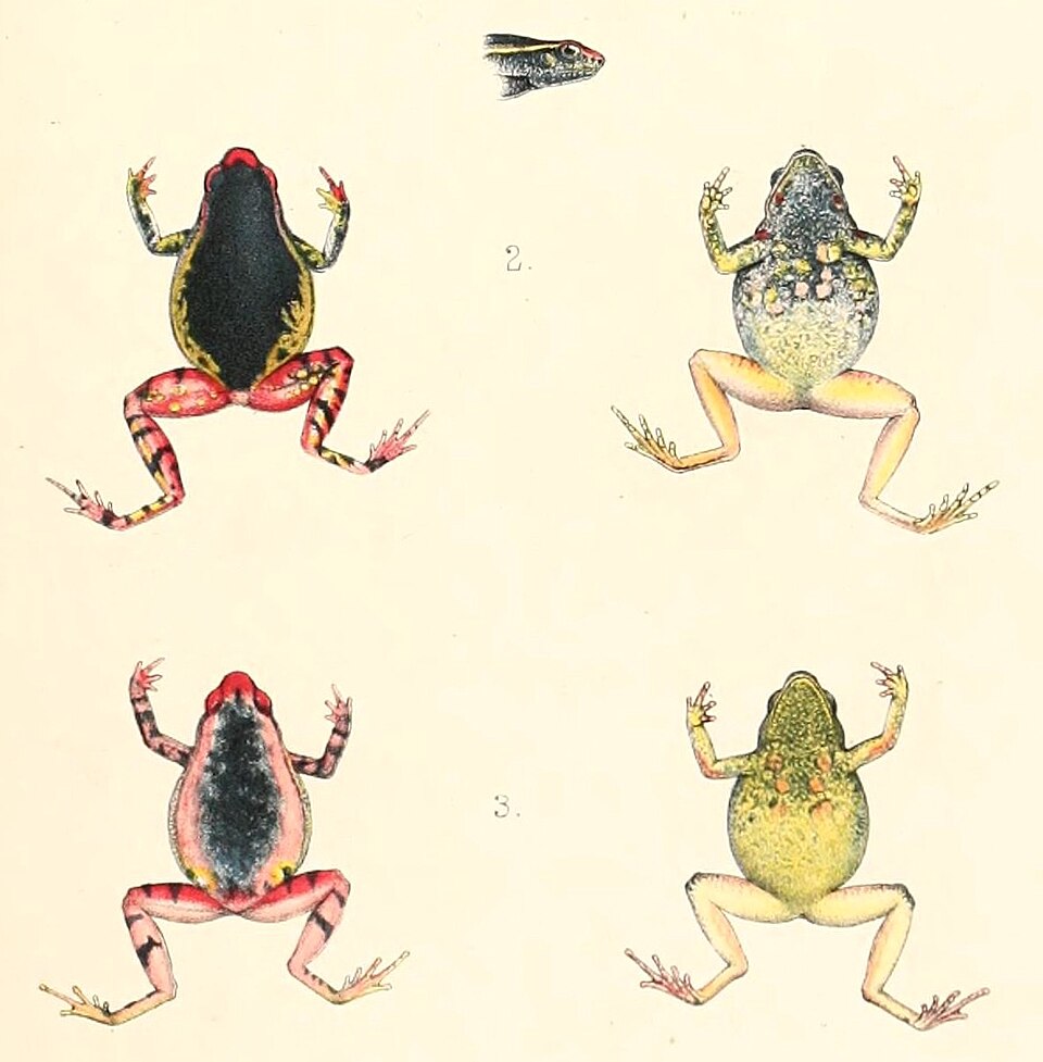 Kalophrynus bunguranus
