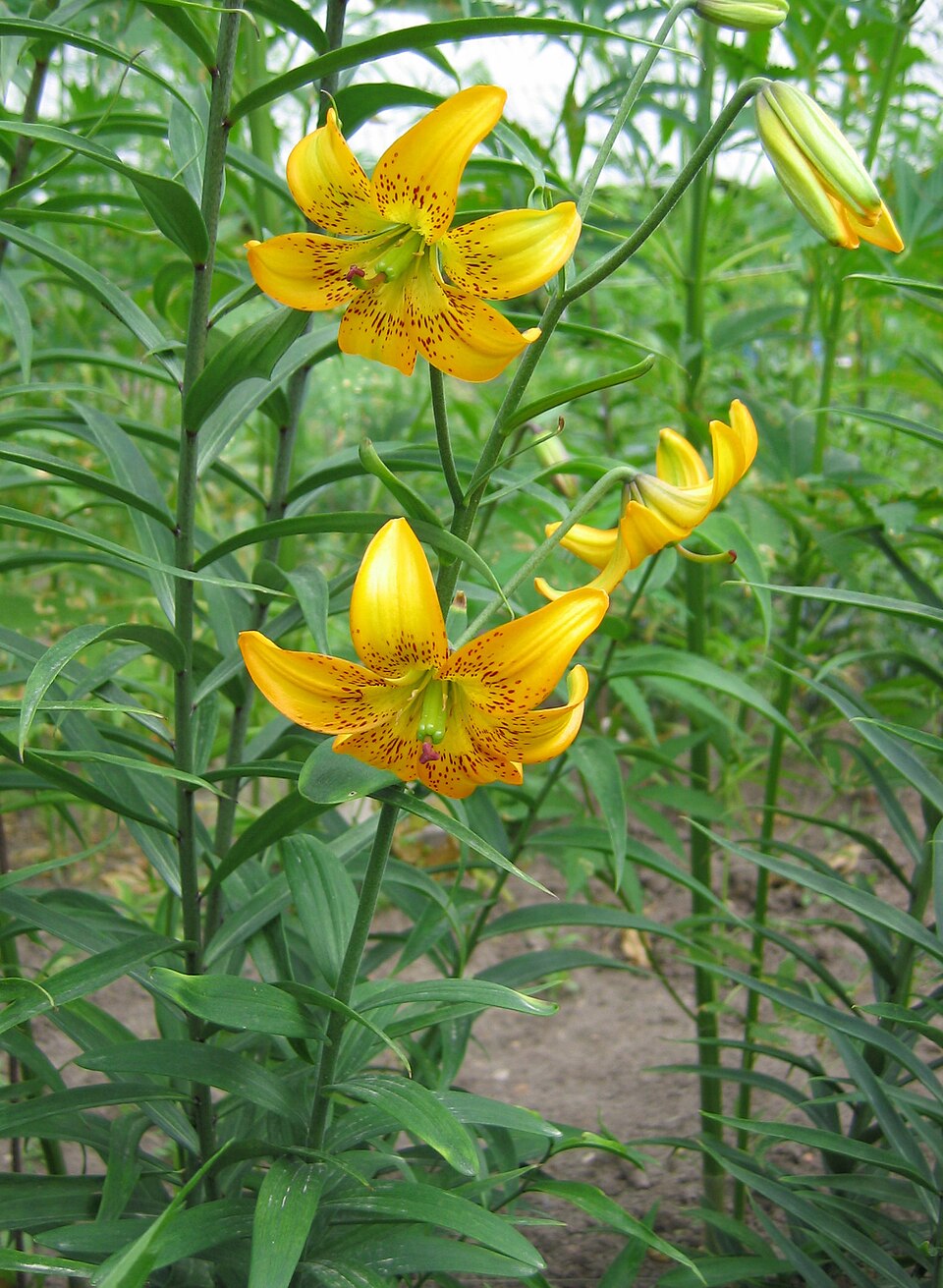 Lilium amabile