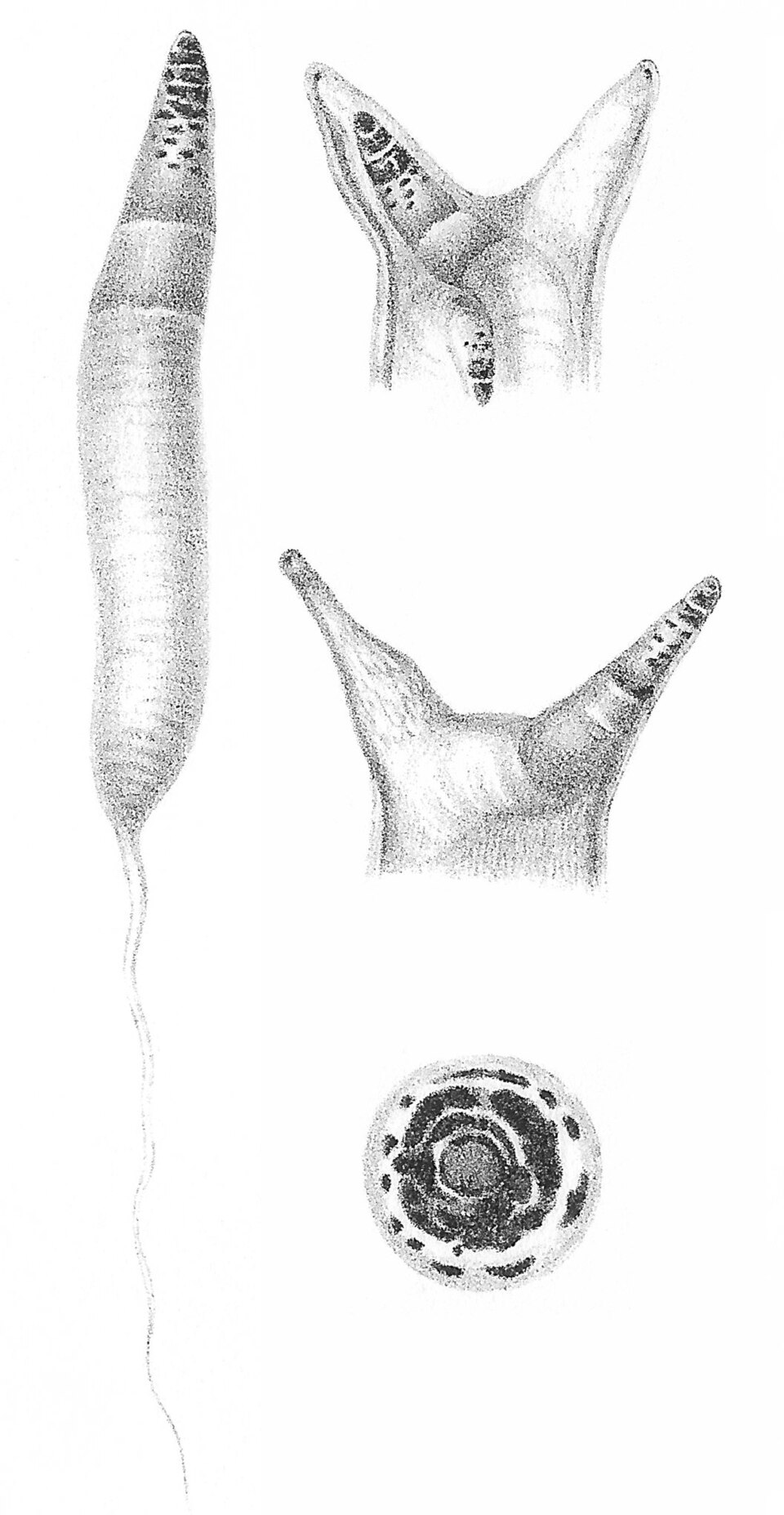 Leucochloridium
