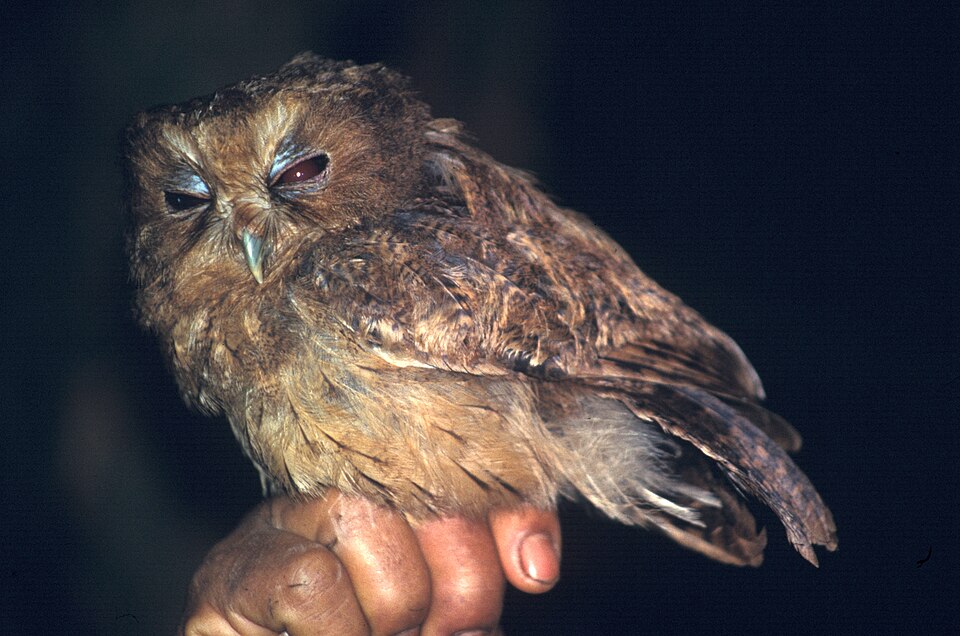 Cinnamon Screech Owl