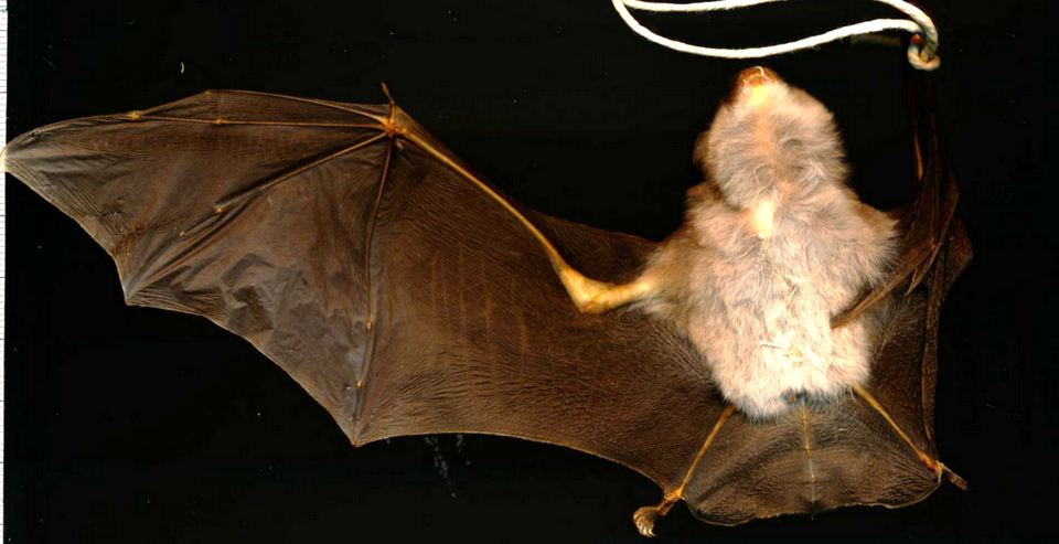 Blasius's Horseshoe Bat