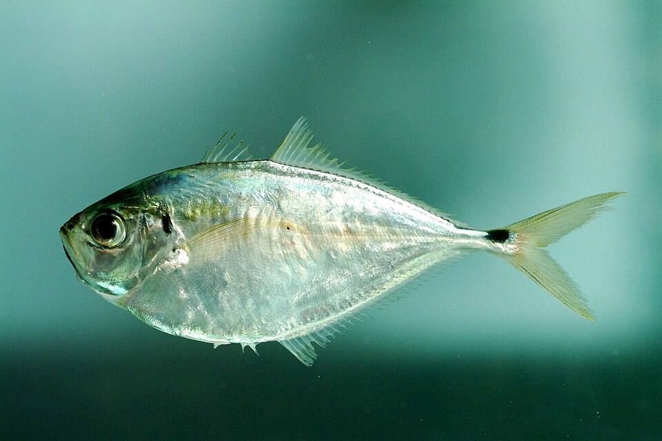 Chloroscombrus