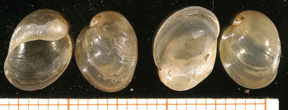 Myxas glutinosa
