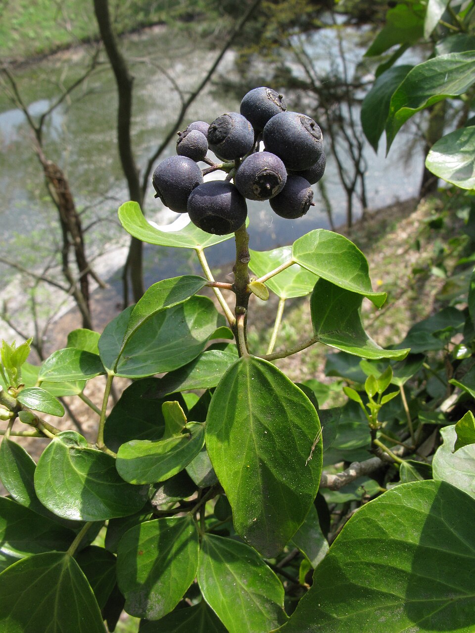 Hedera rhombea