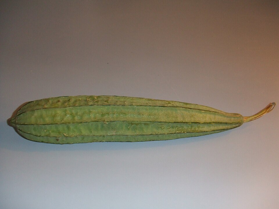 Luffa acutangula