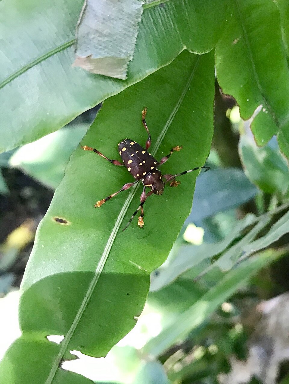 Acanthoderes rubripes