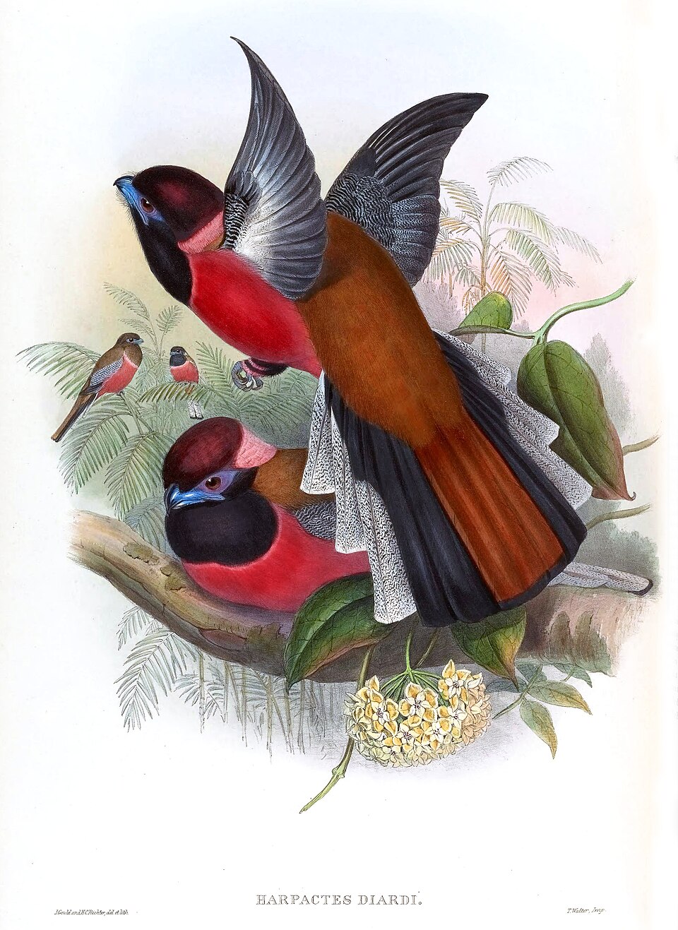 Diard's Trogon