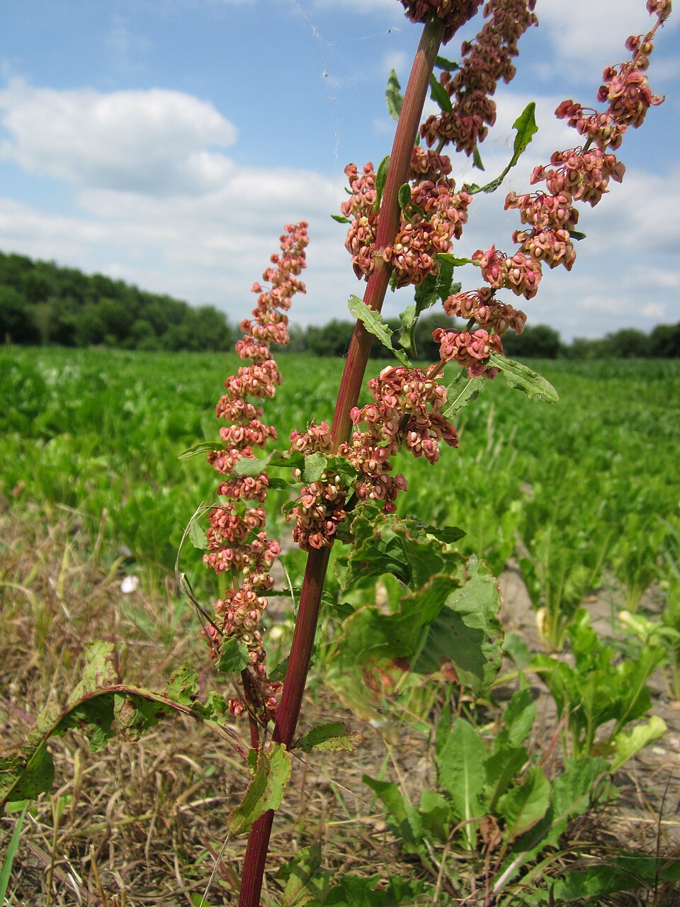 Rumex crispus