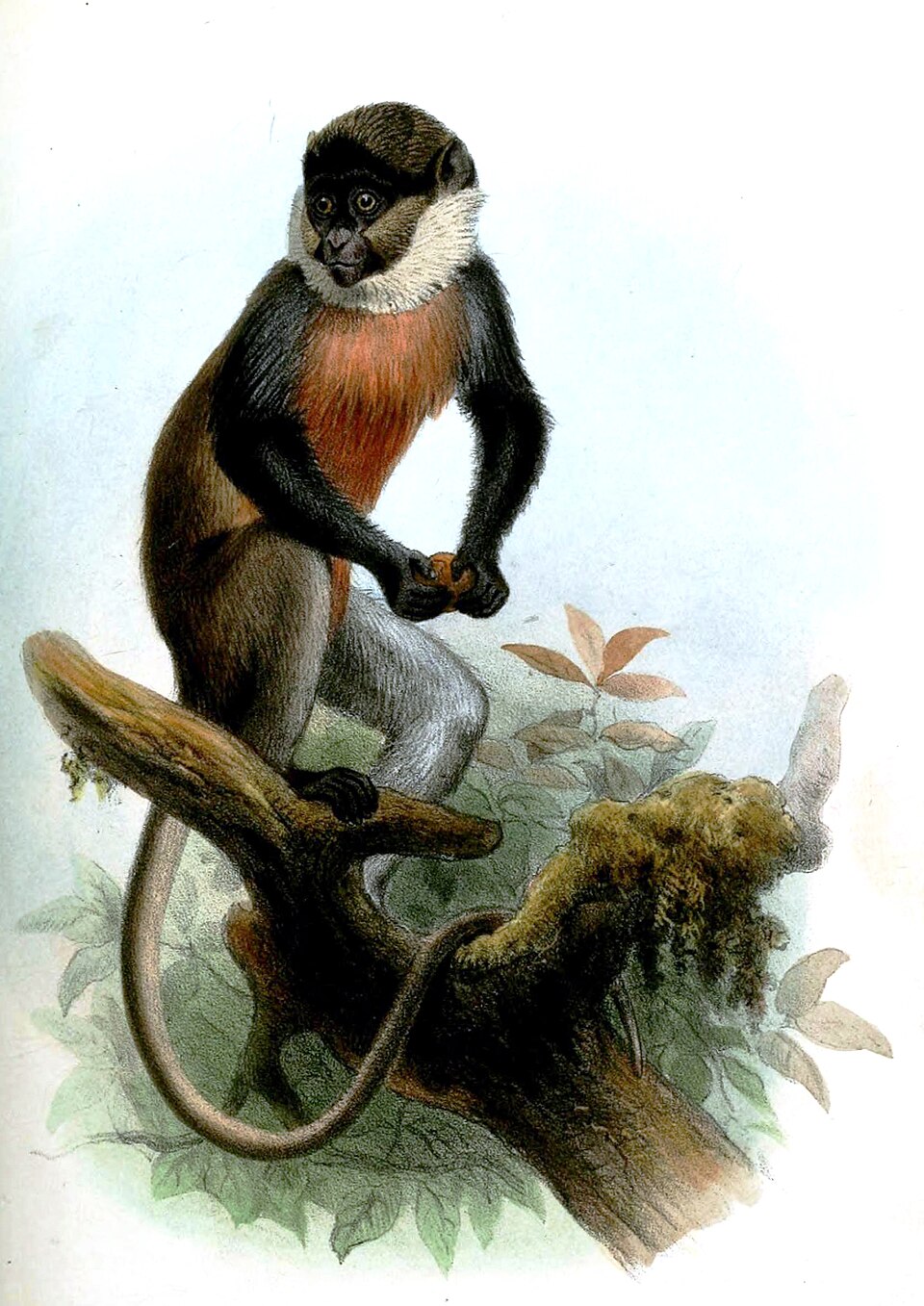 White-throated guenon