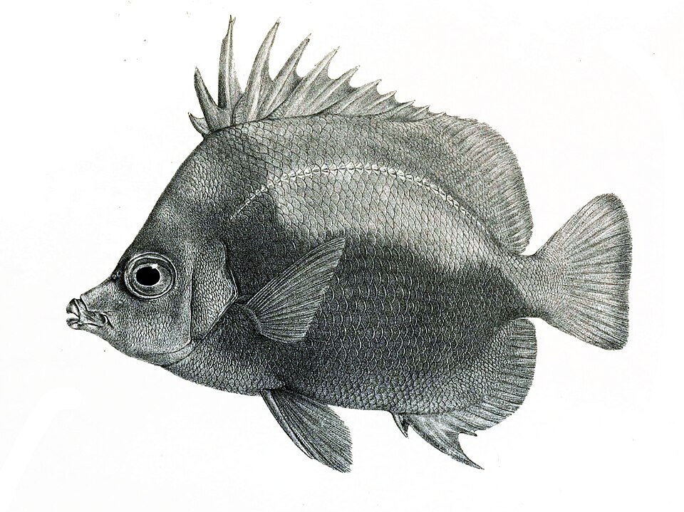 Prognathodes