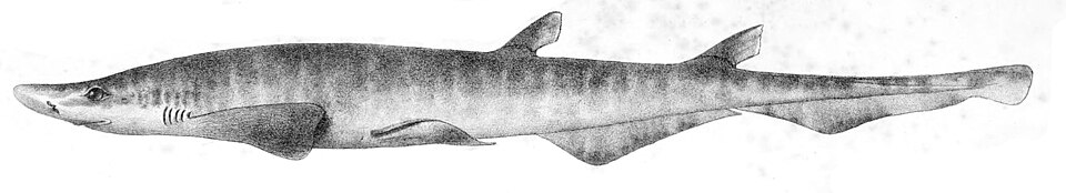Atlantic sawtail catshark