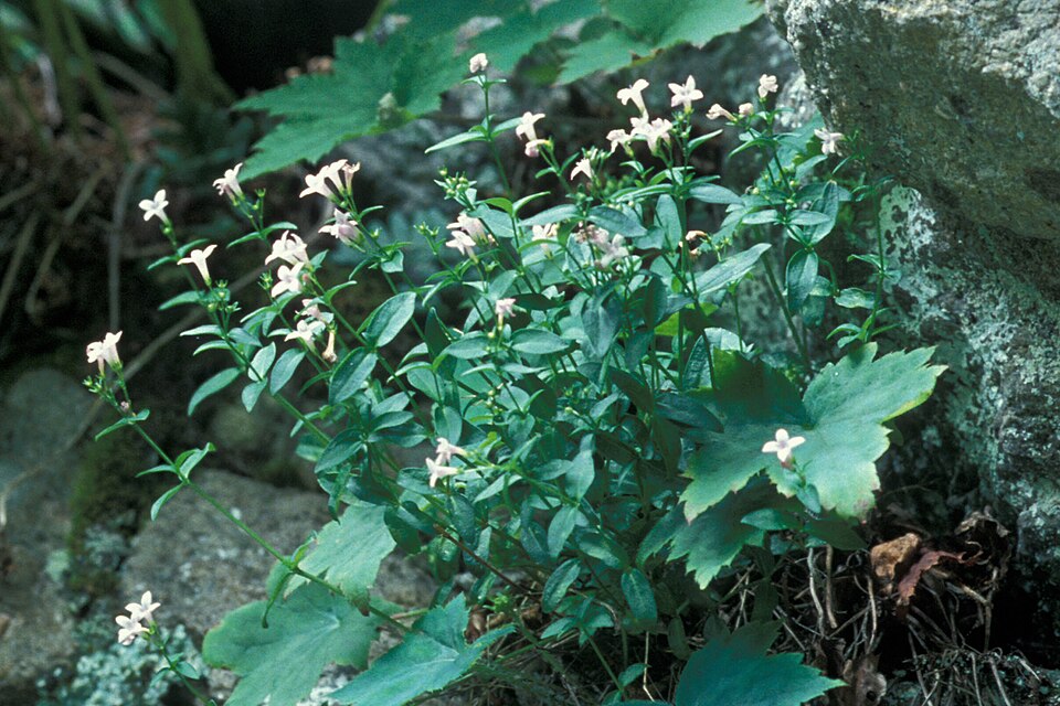 Houstonia purpurea