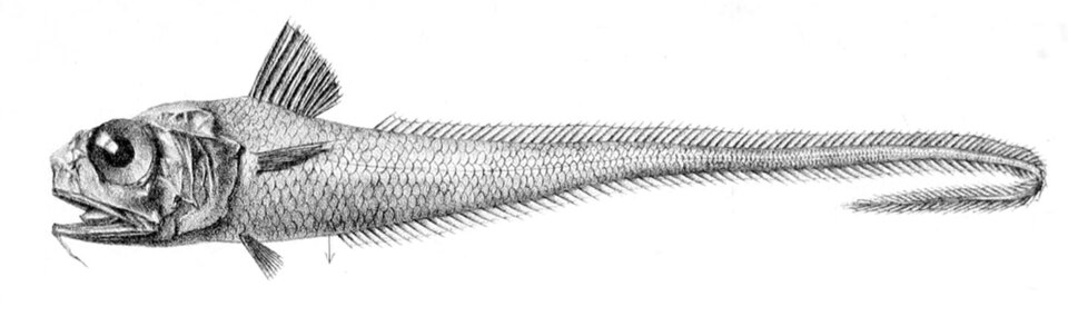 Hymenocephalus