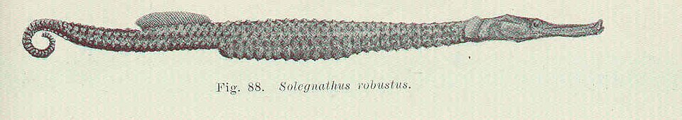 Solegnathus robustus