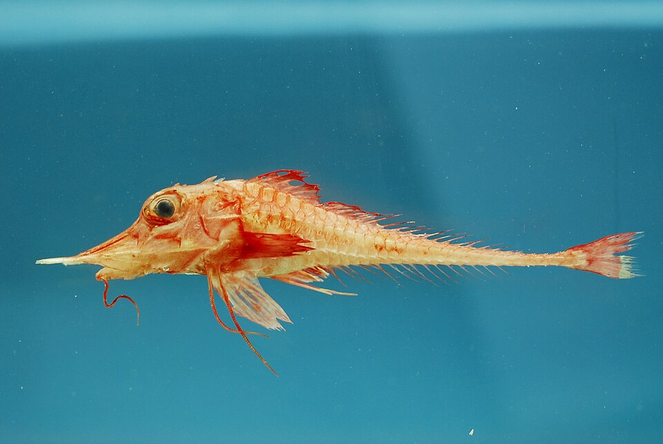 Peristedion greyae