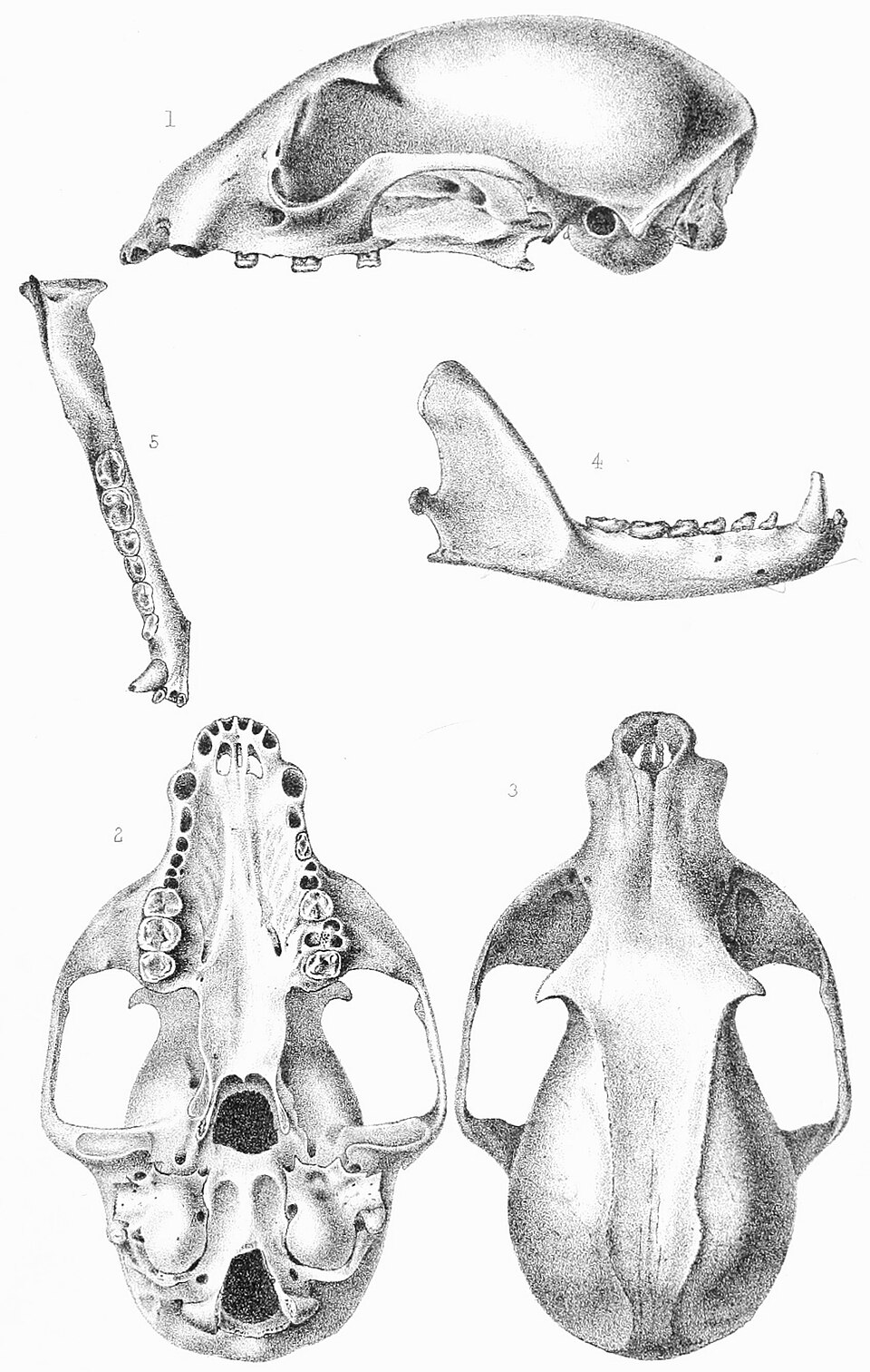 Bassaricyon