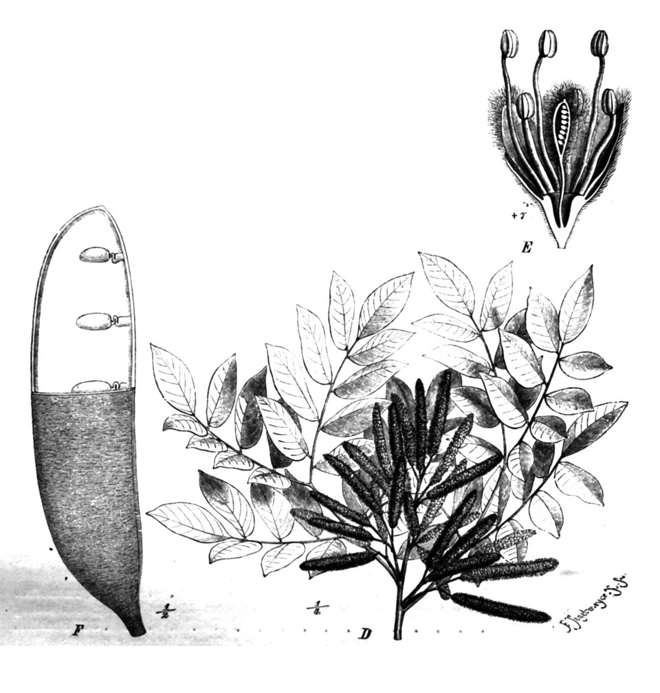 Erythrophleum