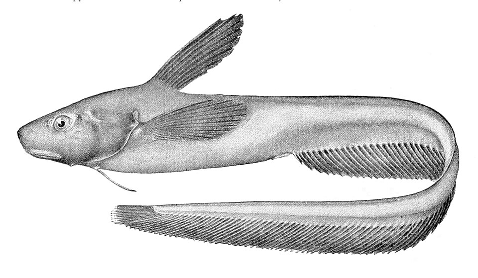 Ateleopodiformes