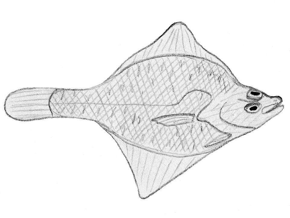 Speckled flounder