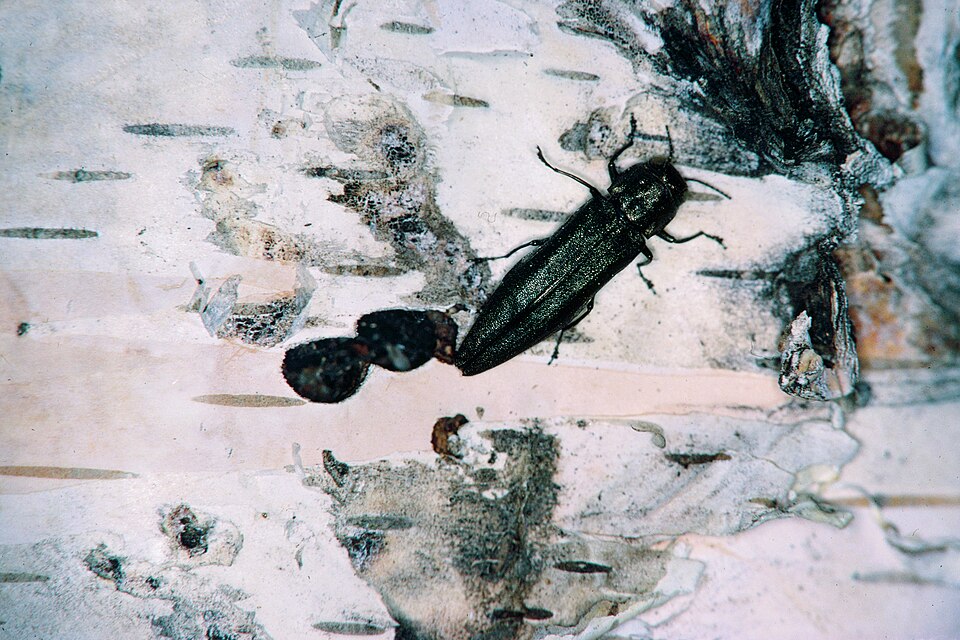 Agrilus anxius