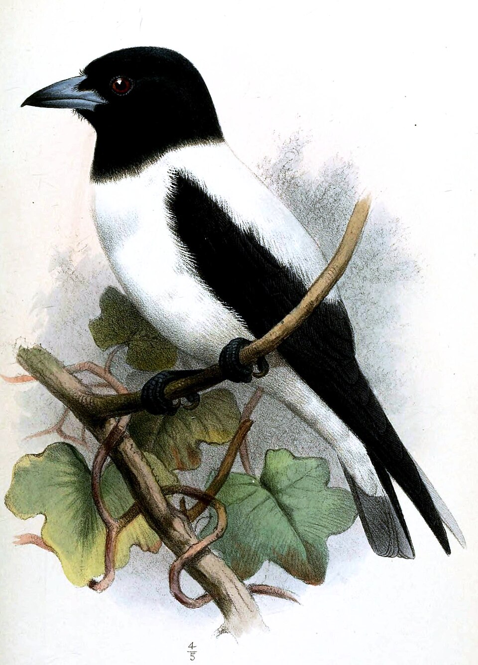 White-backed Woodswallow