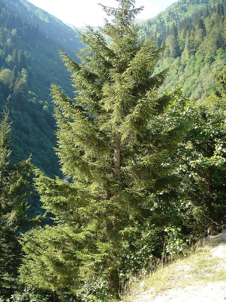 Picea orientalis
