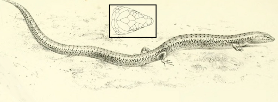 Glaphyromorphus