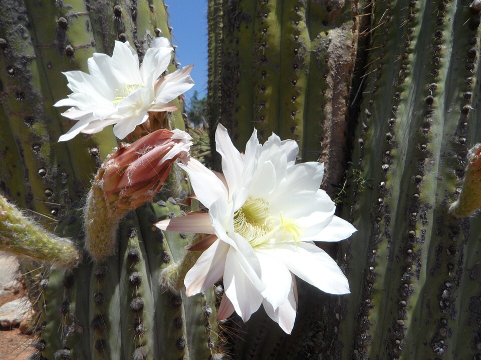 Leucostele terscheckii
