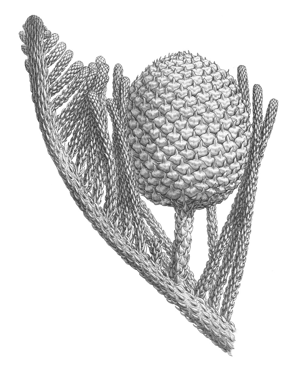 Araucaria subulata