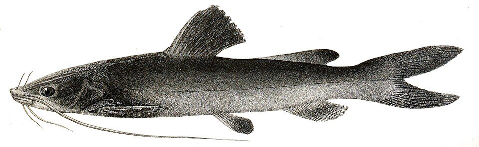 Hemibagrus menoda