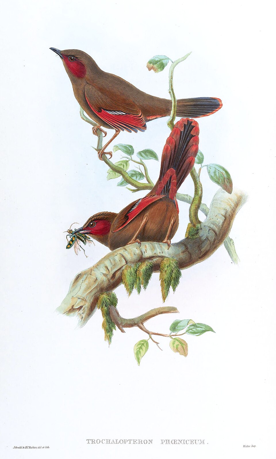 Red-faced Liocichla