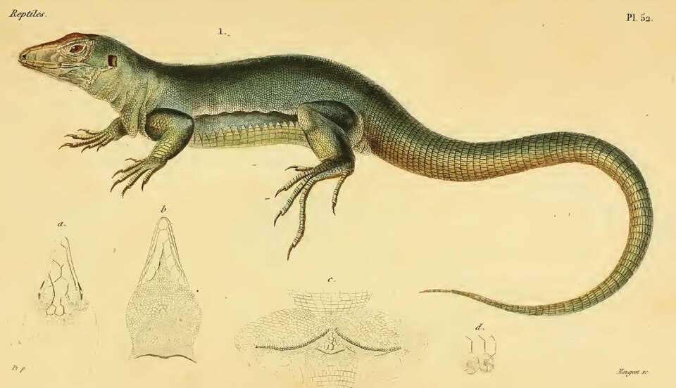 Pholidoscelis major