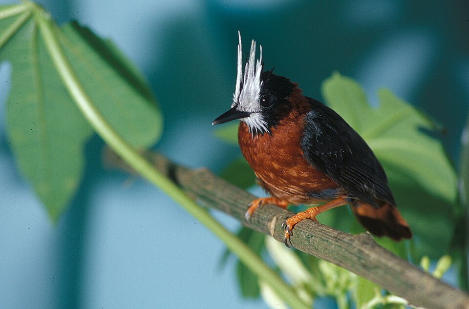 White-plumed Antbird