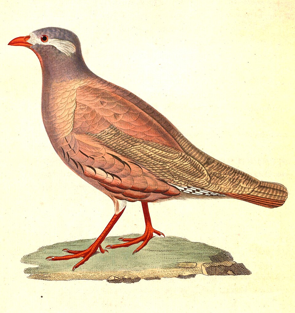 Sand Partridge