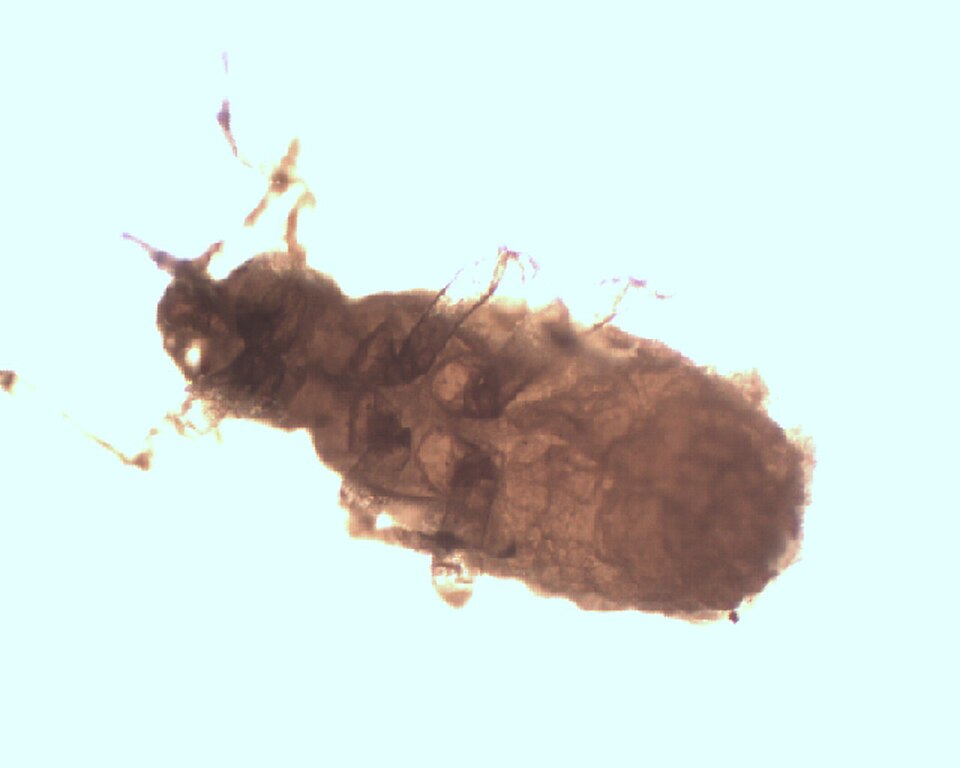 Pemphigus spyrothecae