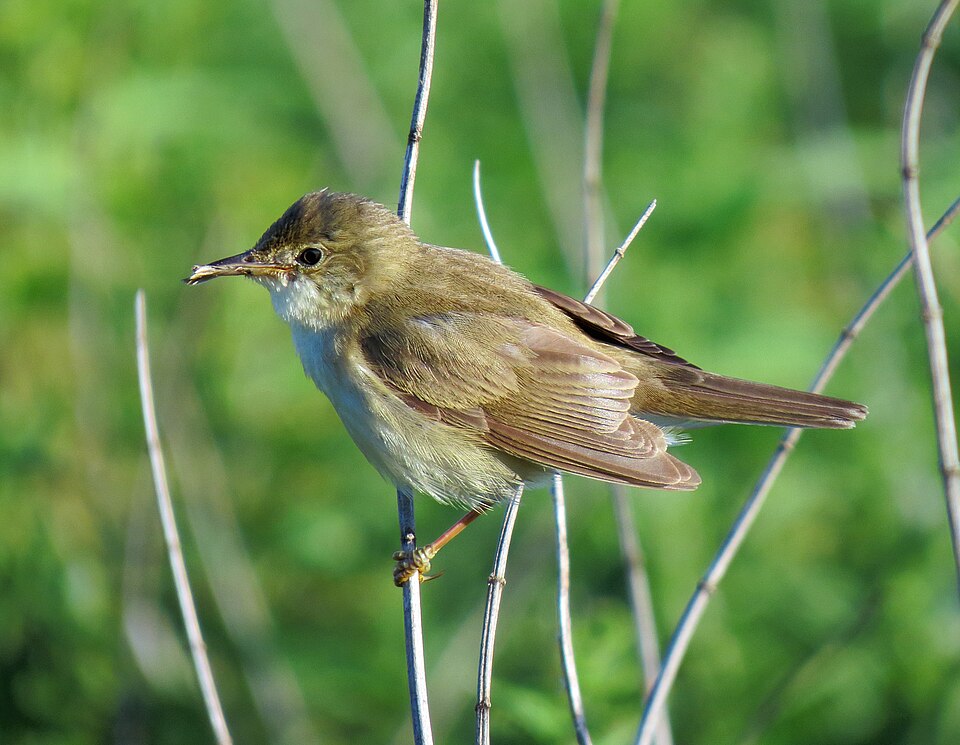 Marsh Warbler