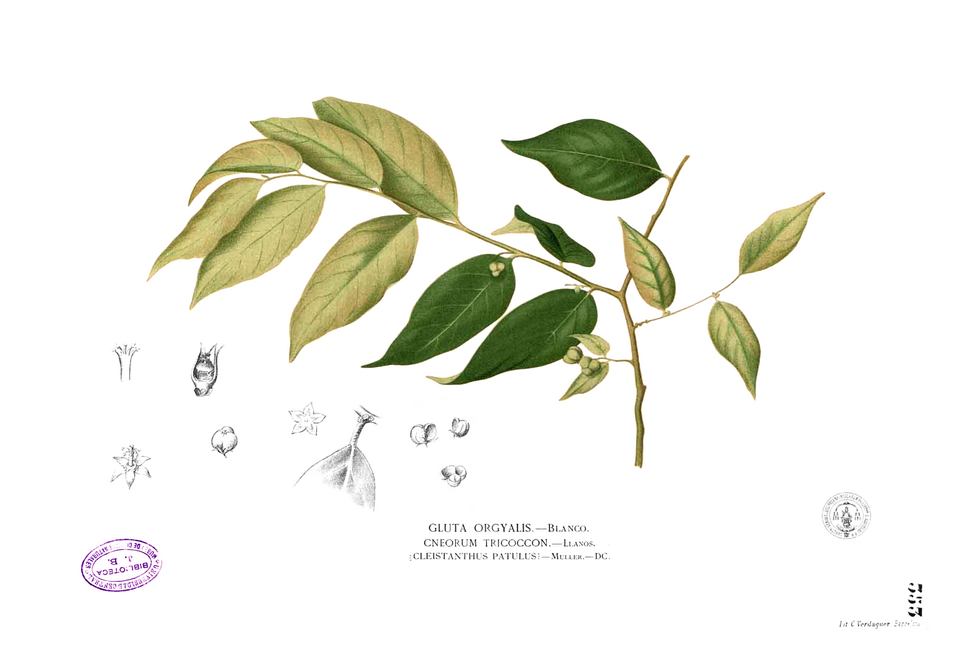 Cleistanthus
