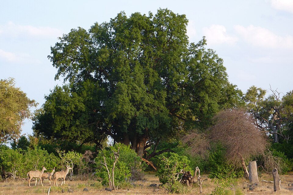 Xanthocercis