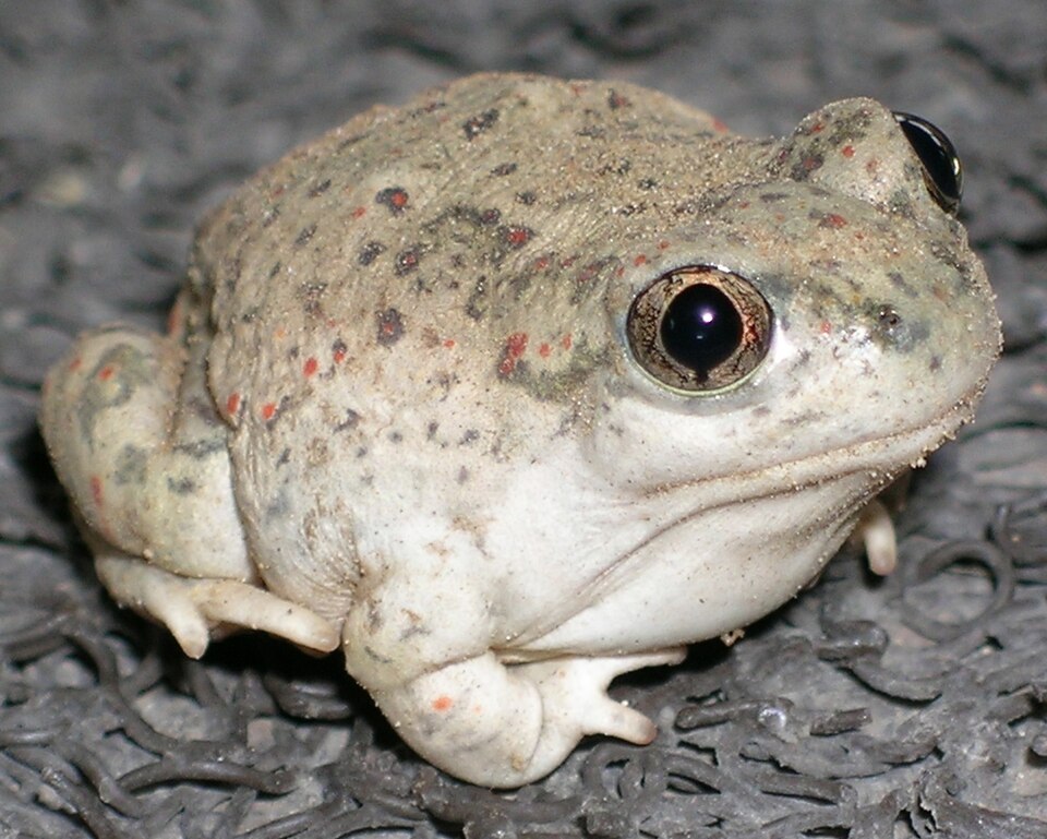 New Mexico spadefoot