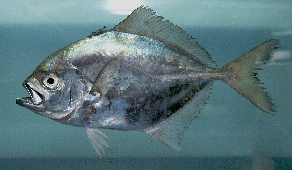 Uraspis