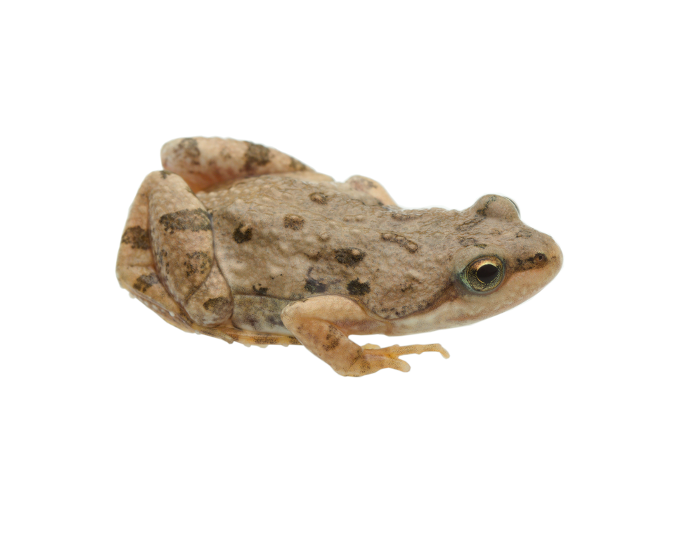Boettger's dainty frog