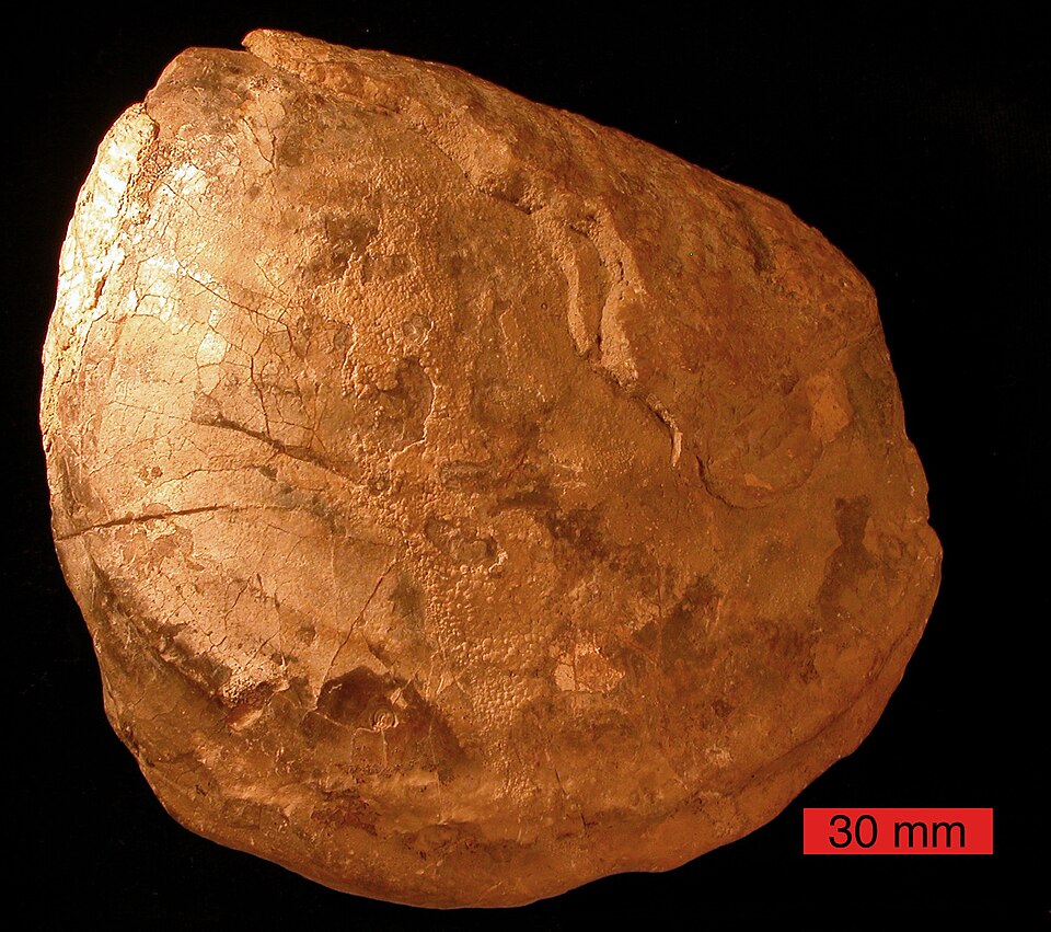 Inoceramus