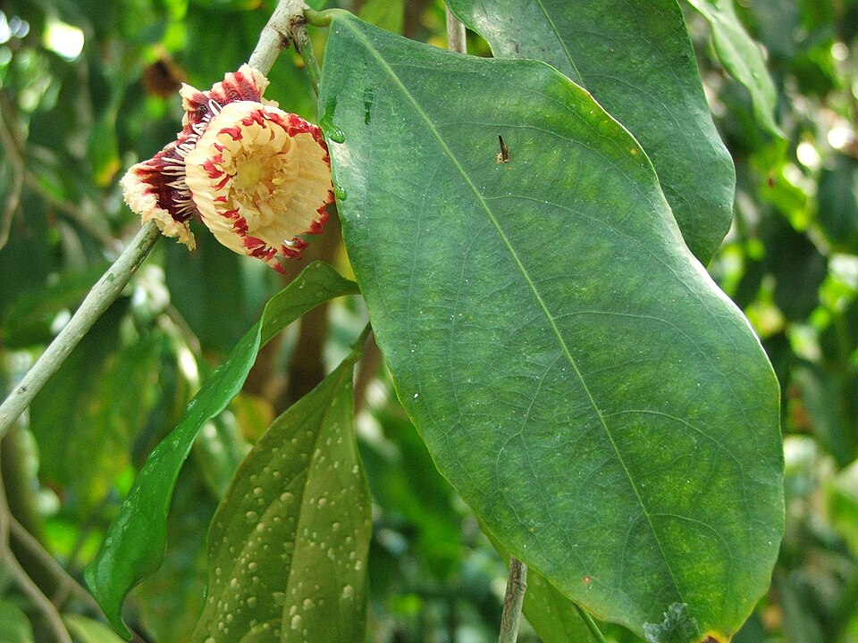 Napoleonaea