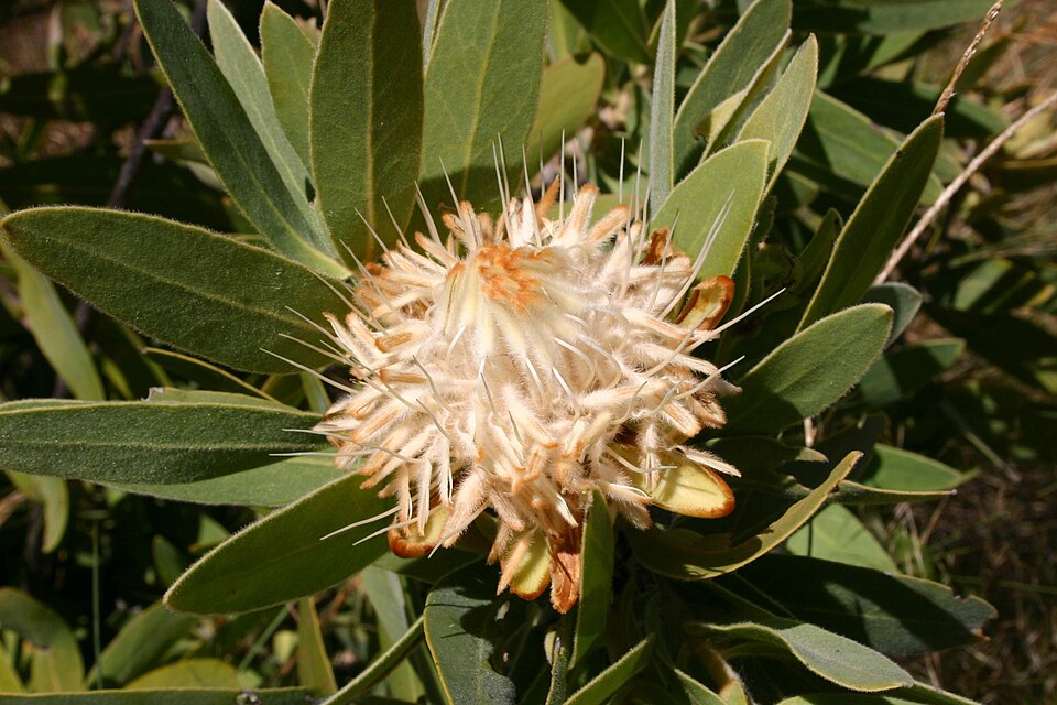 Protea welwitschii